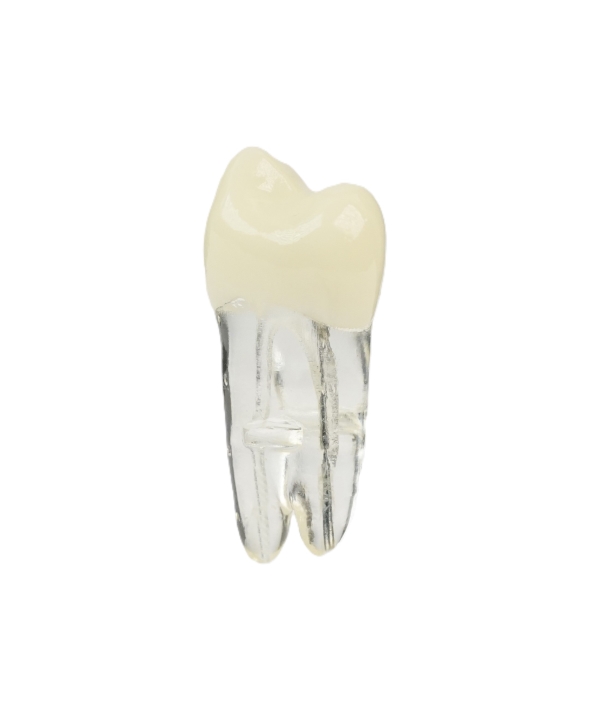 Endodonti