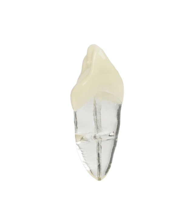 Endodonti
