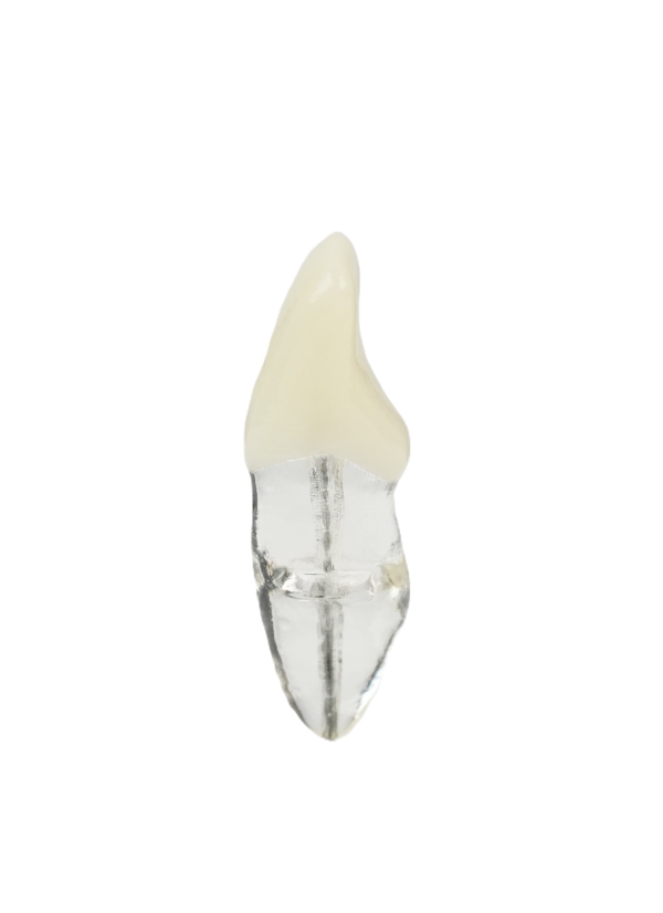 Endodonti