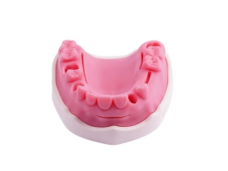 Yetişkin Sütür Modeli